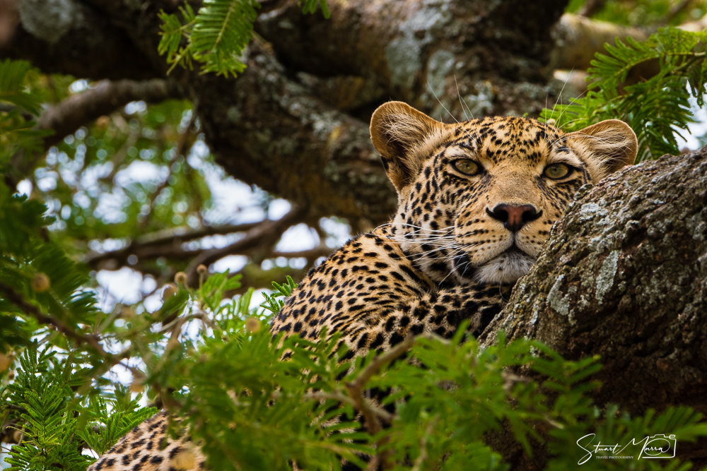 Leopard in Tanzania - A lifetime of experiences through my lens. Travel photography © Stuart Marra 